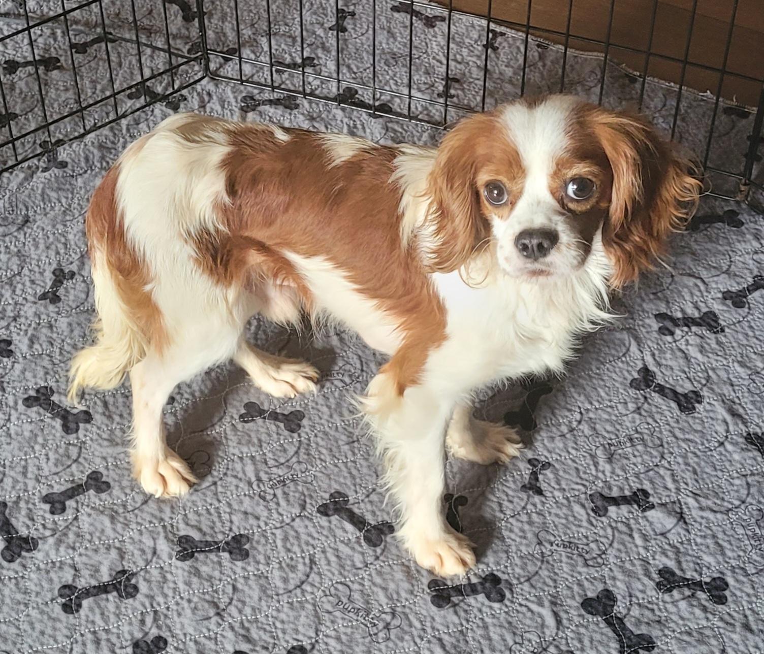 Enlarge Leo, a ADOPTABLE Cavalier King Charles Spaniel in Clarksburg, MD image 2/4