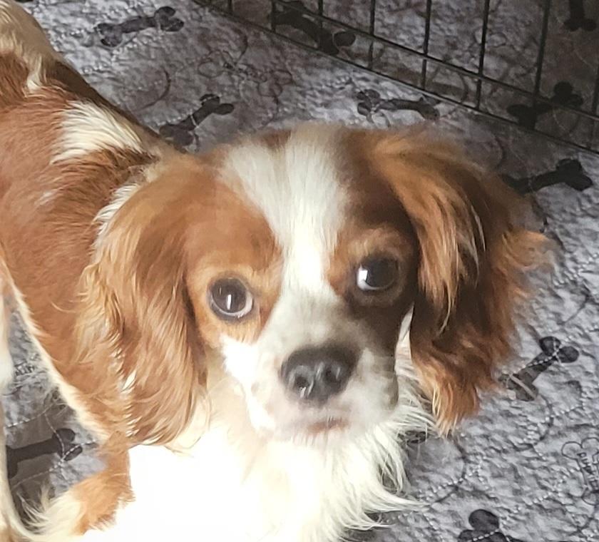 Enlarge Leo, a ADOPTABLE Cavalier King Charles Spaniel in Clarksburg, MD image 1/4