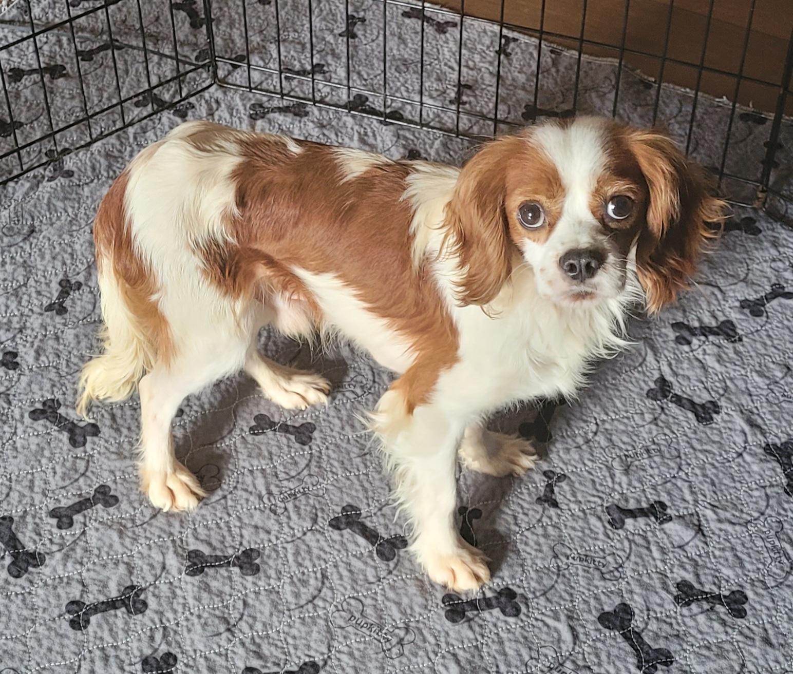 Enlarge Leo, a ADOPTABLE Cavalier King Charles Spaniel in Clarksburg, MD image 3/4