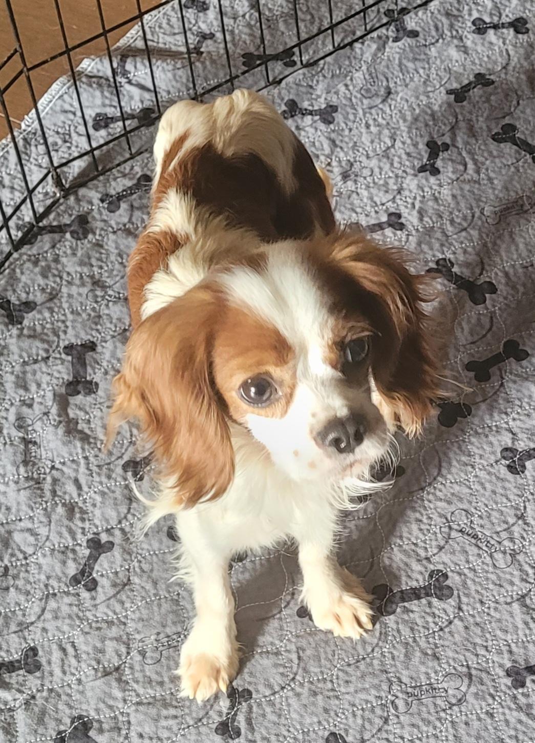 Enlarge Leo, a ADOPTABLE Cavalier King Charles Spaniel in Clarksburg, MD image 4/4