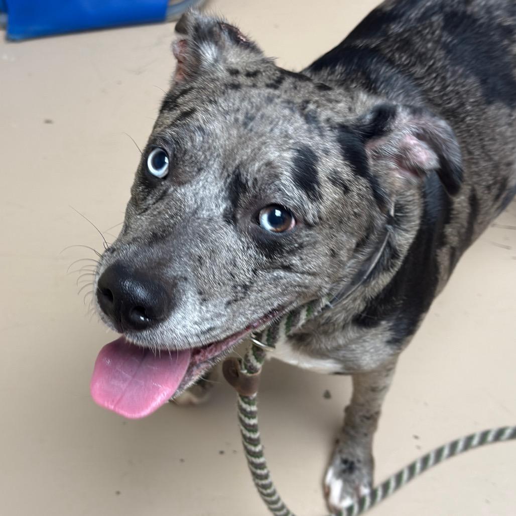 Stormi, Adopted, Adult Female Catahoula Leopard Dog & Cane Corso.