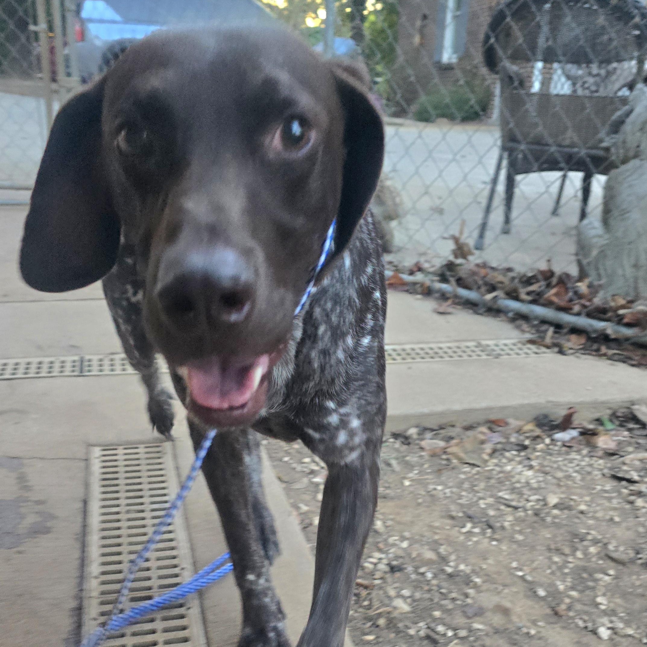 Enlarge Gus, a Adoptable German Shorthaired Pointer in Athens, AL image 1/6
