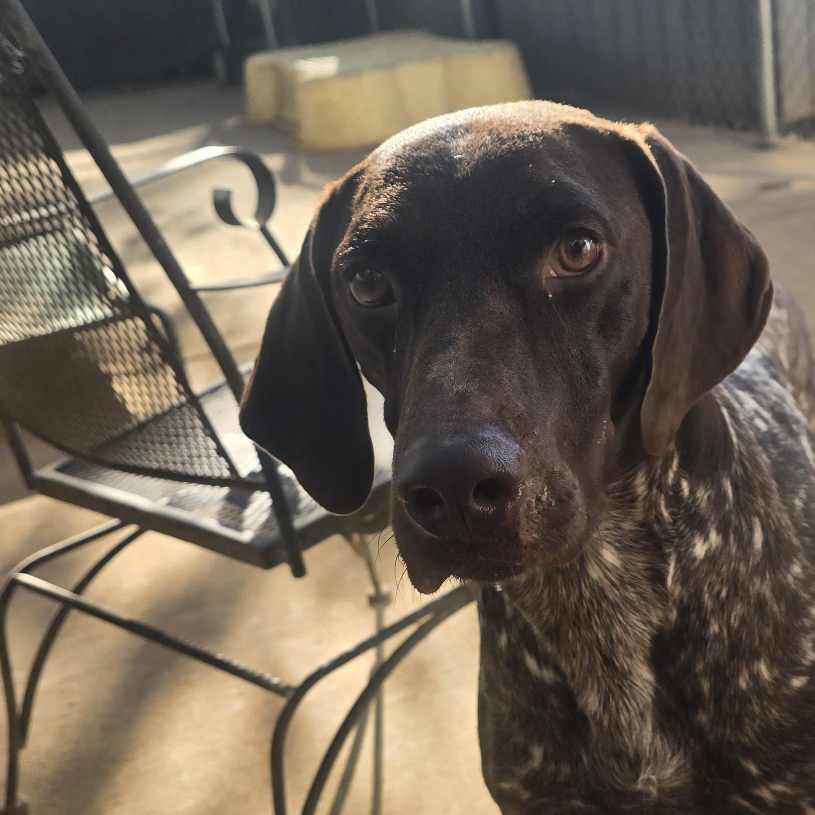 Enlarge Gus, a Adoptable German Shorthaired Pointer in Athens, AL image 3/6