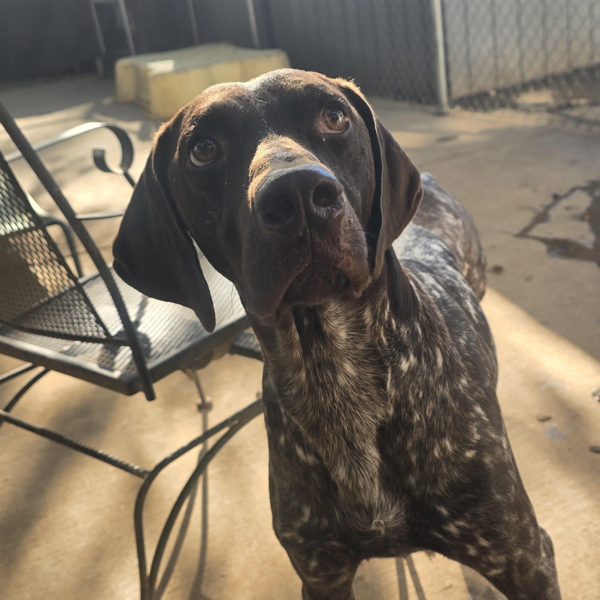Enlarge Gus, a Adoptable German Shorthaired Pointer in Athens, AL image 2/6