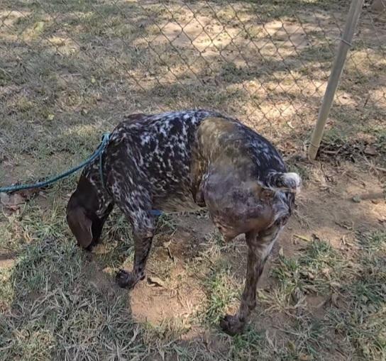 Enlarge Gus, a Adoptable German Shorthaired Pointer in Athens, AL image 6/6