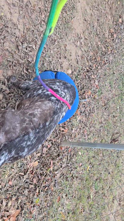 Enlarge Gus, a Adoptable German Shorthaired Pointer in Athens, AL video 5/6