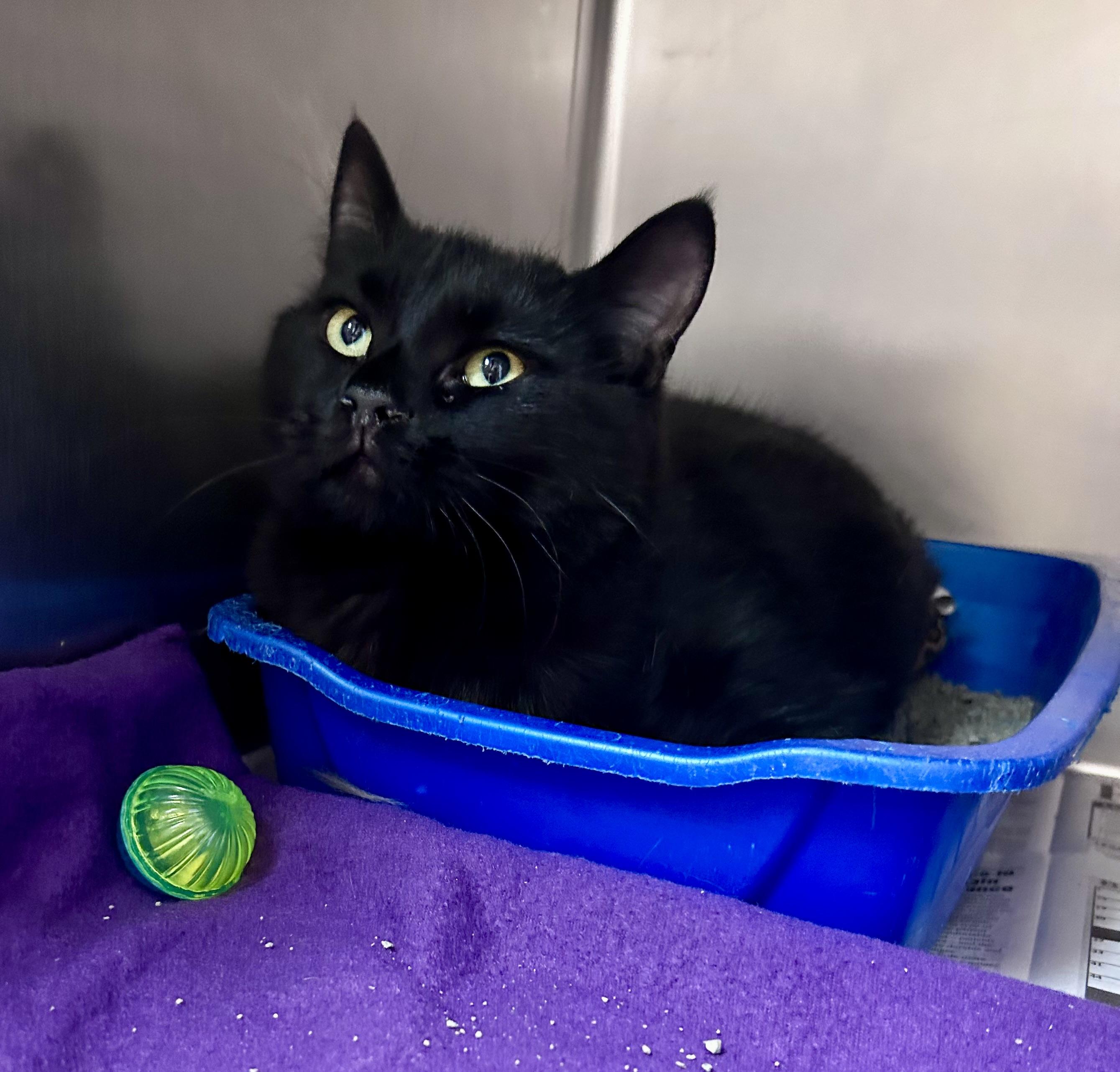 Sir Newton, Adult Male Domestic Medium Hair