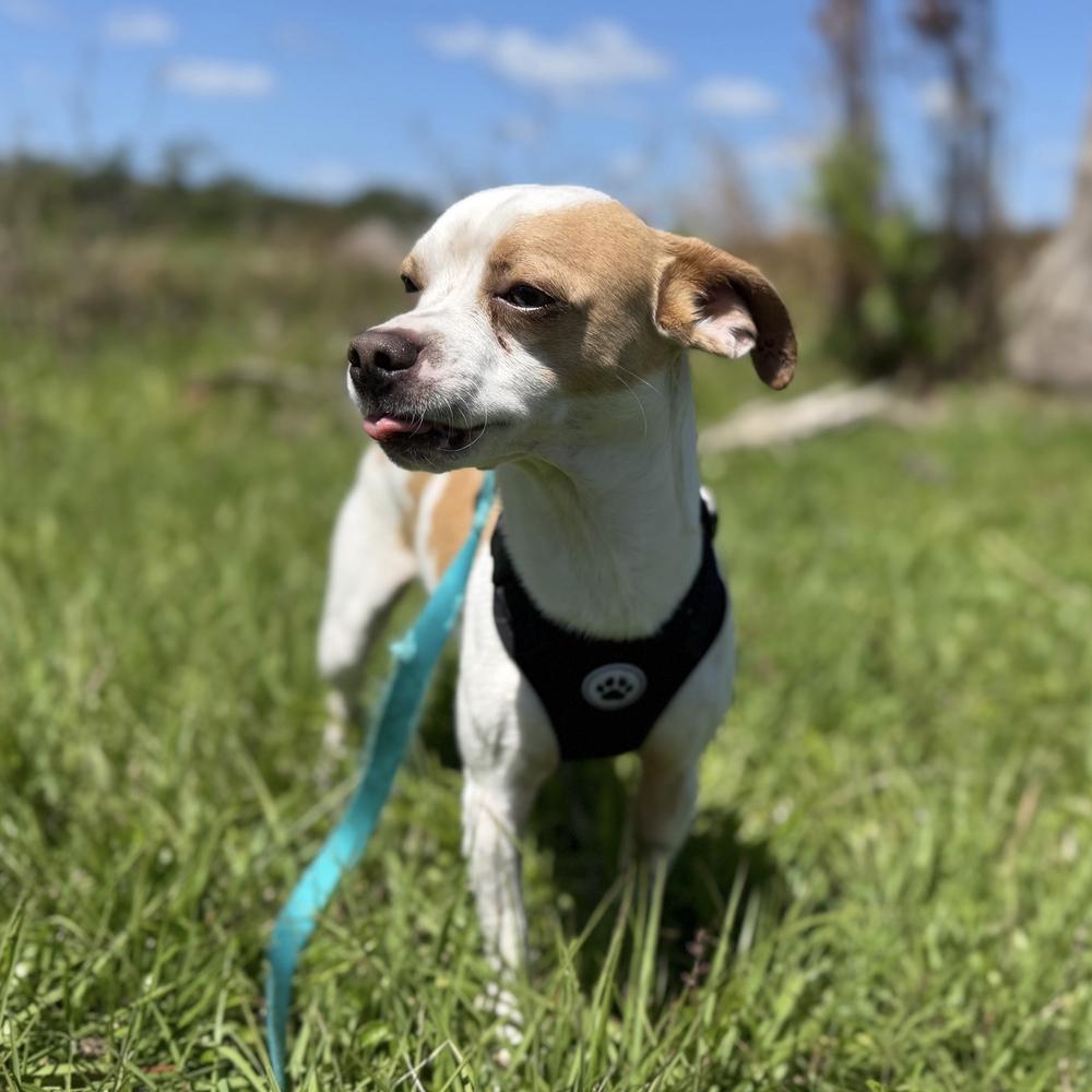 Enlarge Eddie, a Adoptable mixed breed in Orlando, FL image 1/6