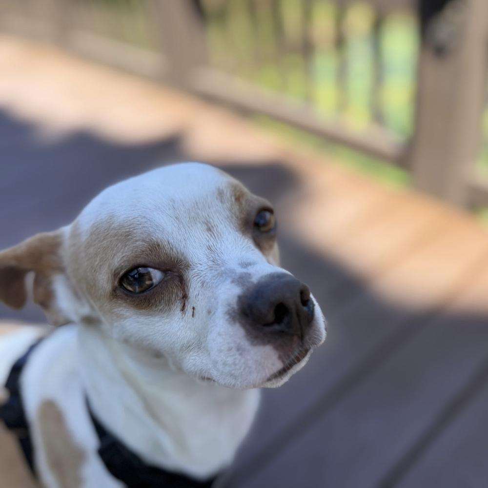 Enlarge Eddie, a Adoptable mixed breed in Orlando, FL image 2/6