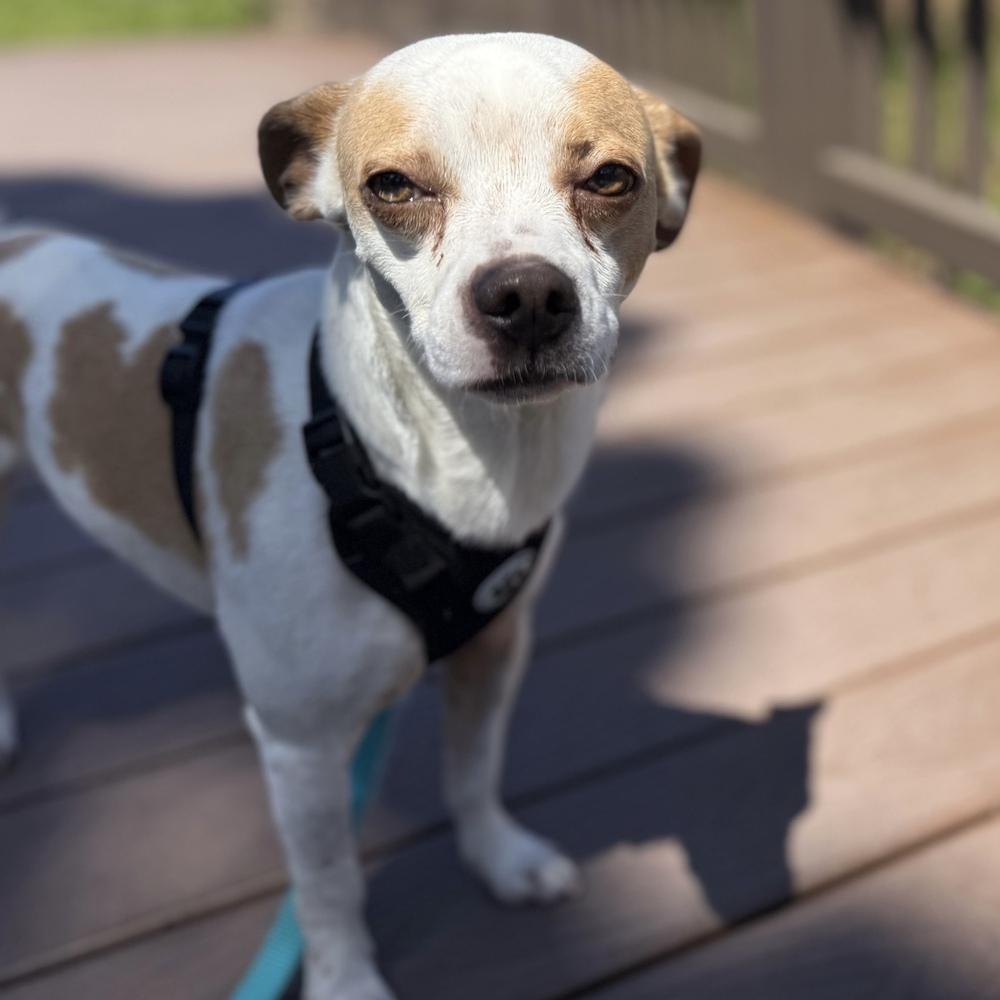 Enlarge Eddie, a Adoptable mixed breed in Orlando, FL image 3/6