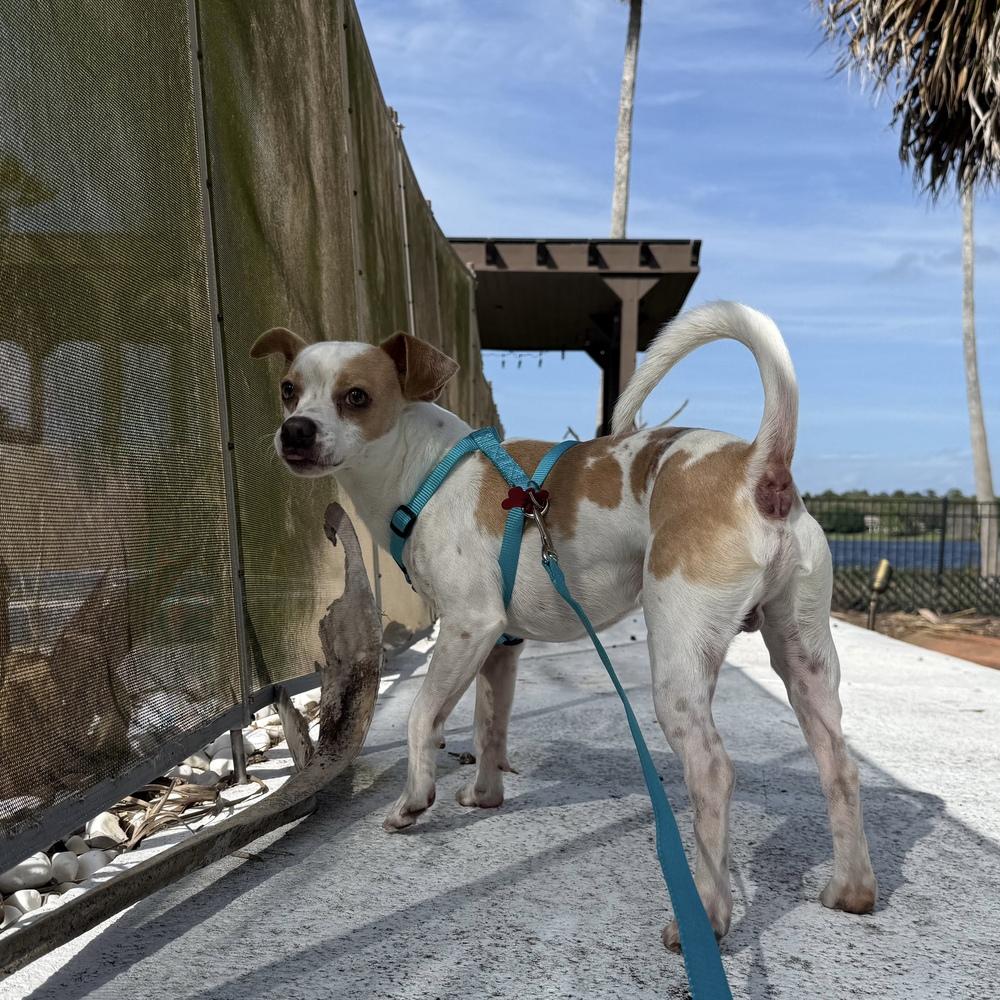 Eddie, Adoptable, Young Male Chihuahua.