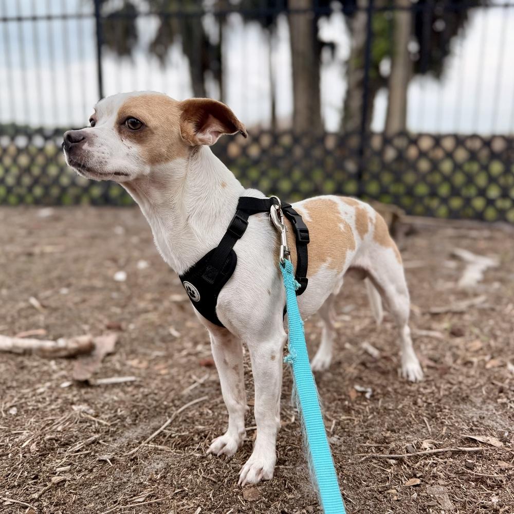 Enlarge Eddie, a Adoptable mixed breed in Orlando, FL image 6/6