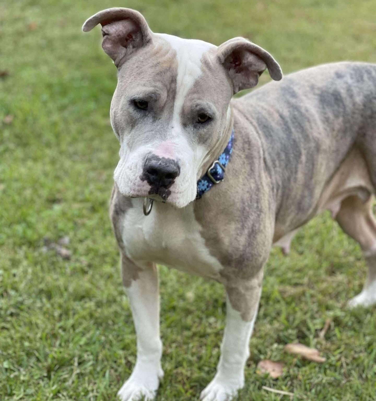 Enlarge Masiel, a ADOPTABLE mixed breed in Salem, NH image 5/5