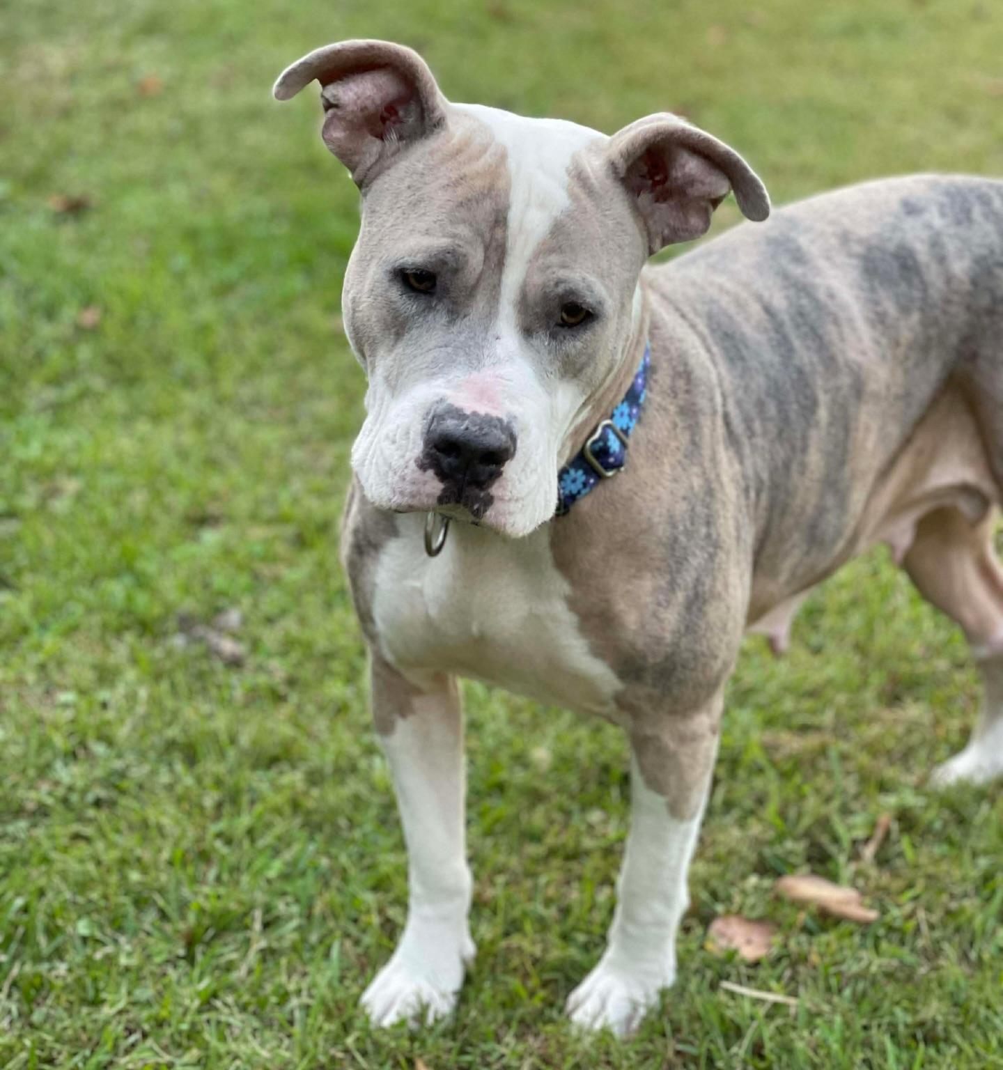 Enlarge Masiel, a ADOPTABLE mixed breed in Salem, NH image 1/5