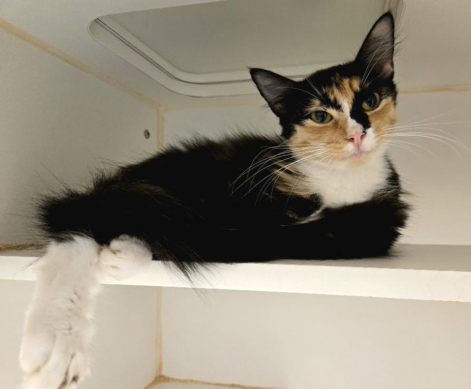 Sunday Scaries, adopted, Adult Female Domestic Short Hair.
