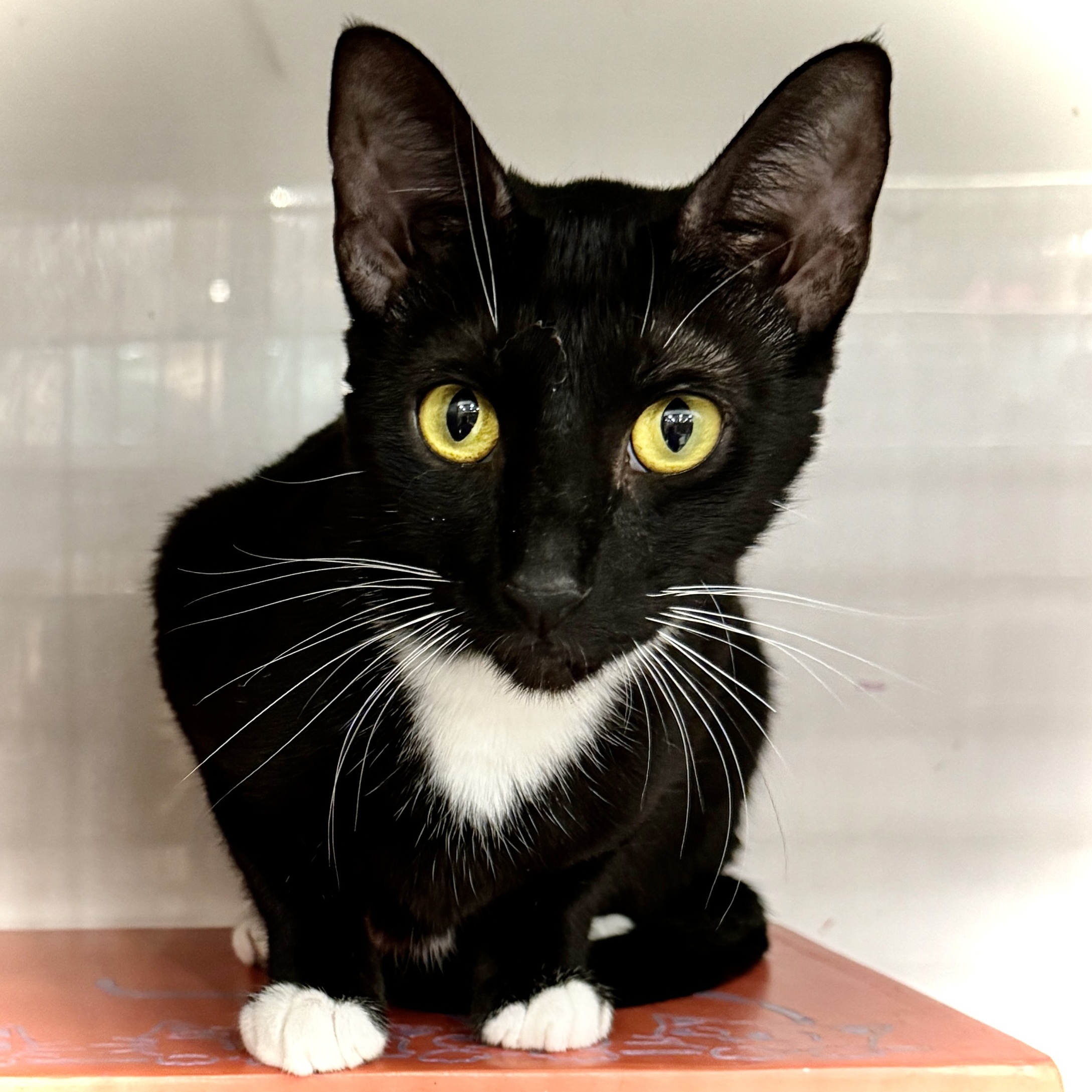 Cat for adoption Layla *** Super Friendly *** Livonia PetSmart, a Domestic Short Hair in