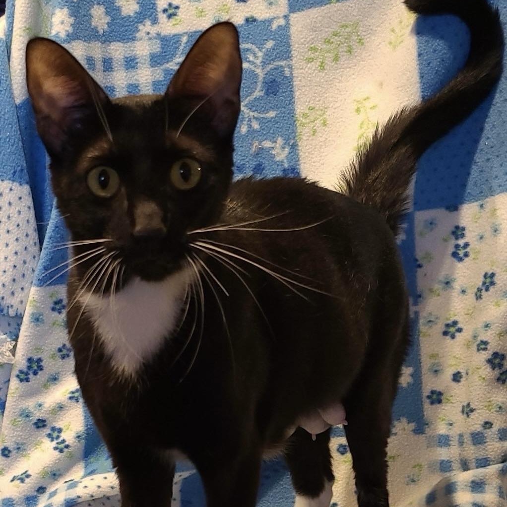 Cat for adoption Layla, a Domestic Short Hair in Livonia, MI Petfinder