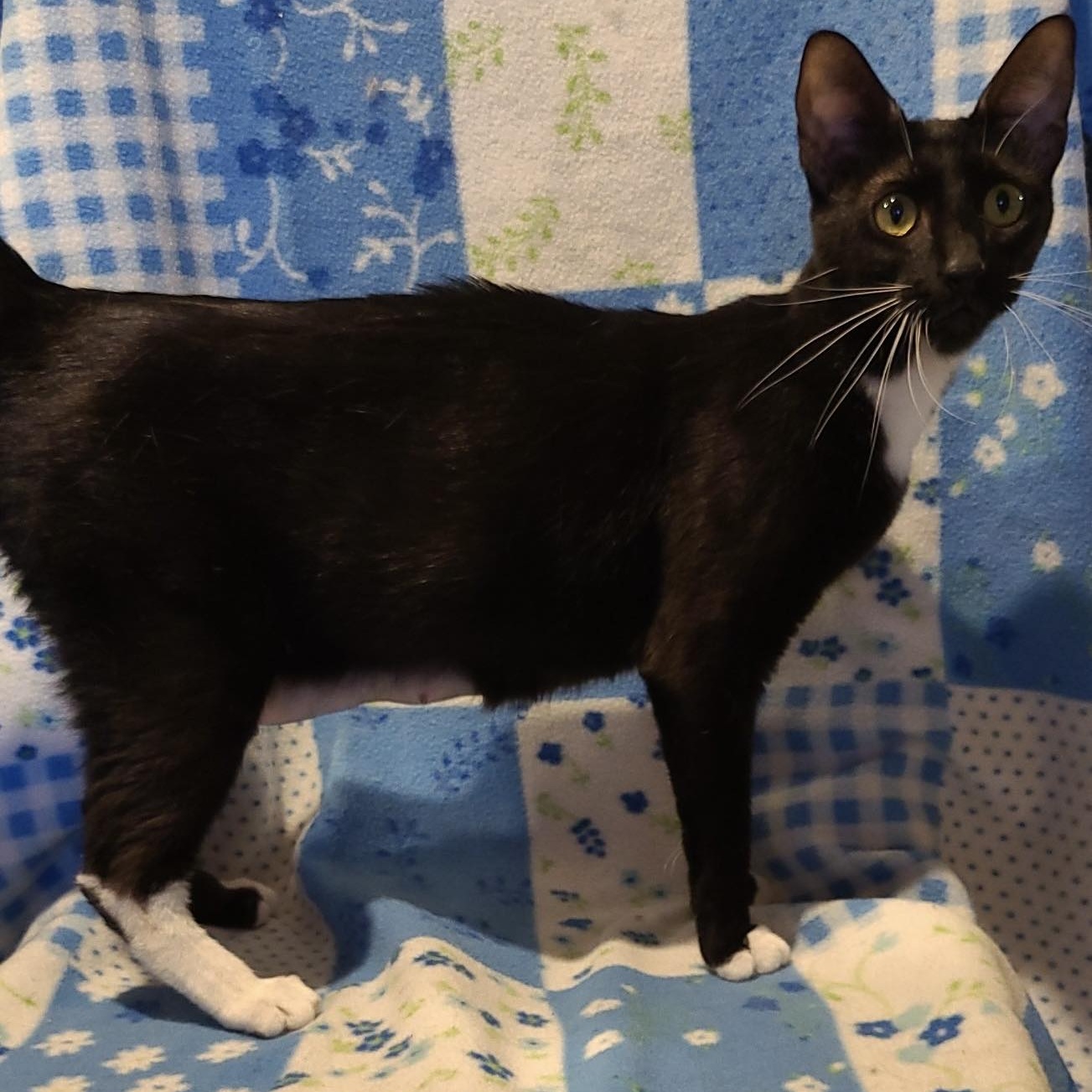 Cat for adoption Layla, a Domestic Short Hair in Livonia, MI Petfinder