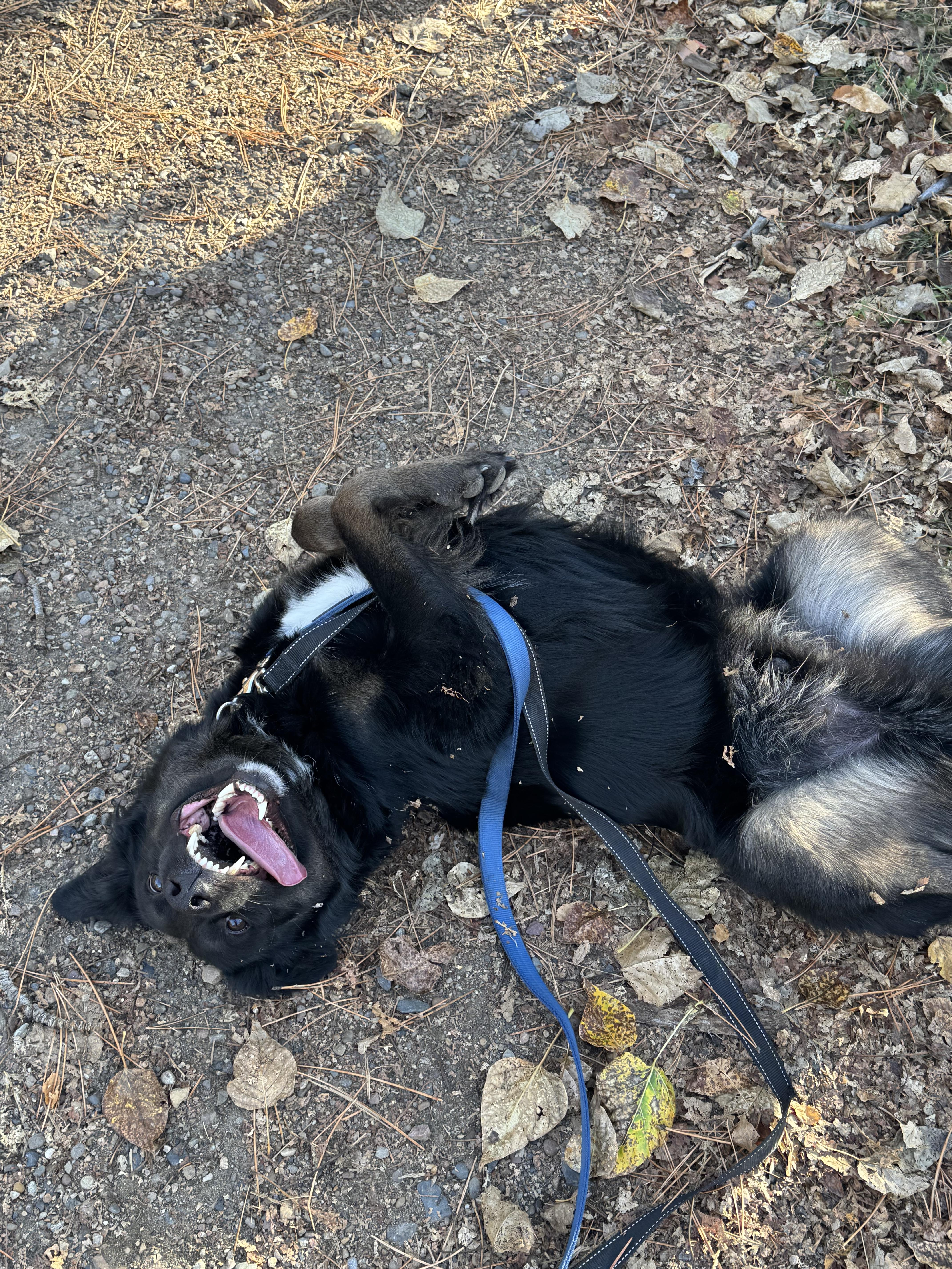 Tully, Adoptable, Adult Male Mixed Breed.