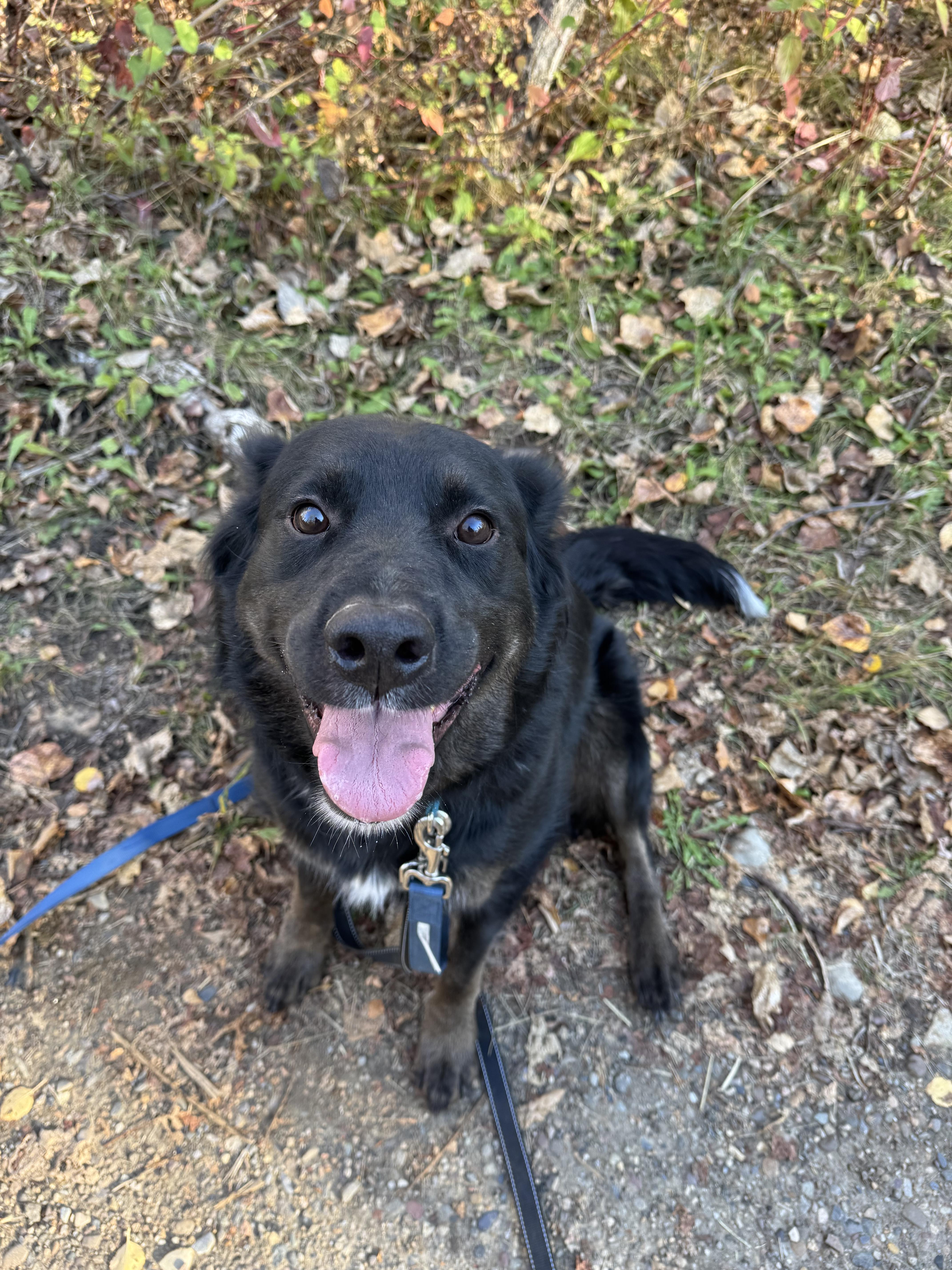 Enlarge Tully, a Adoptable mixed breed in Havre, MT image 2/5