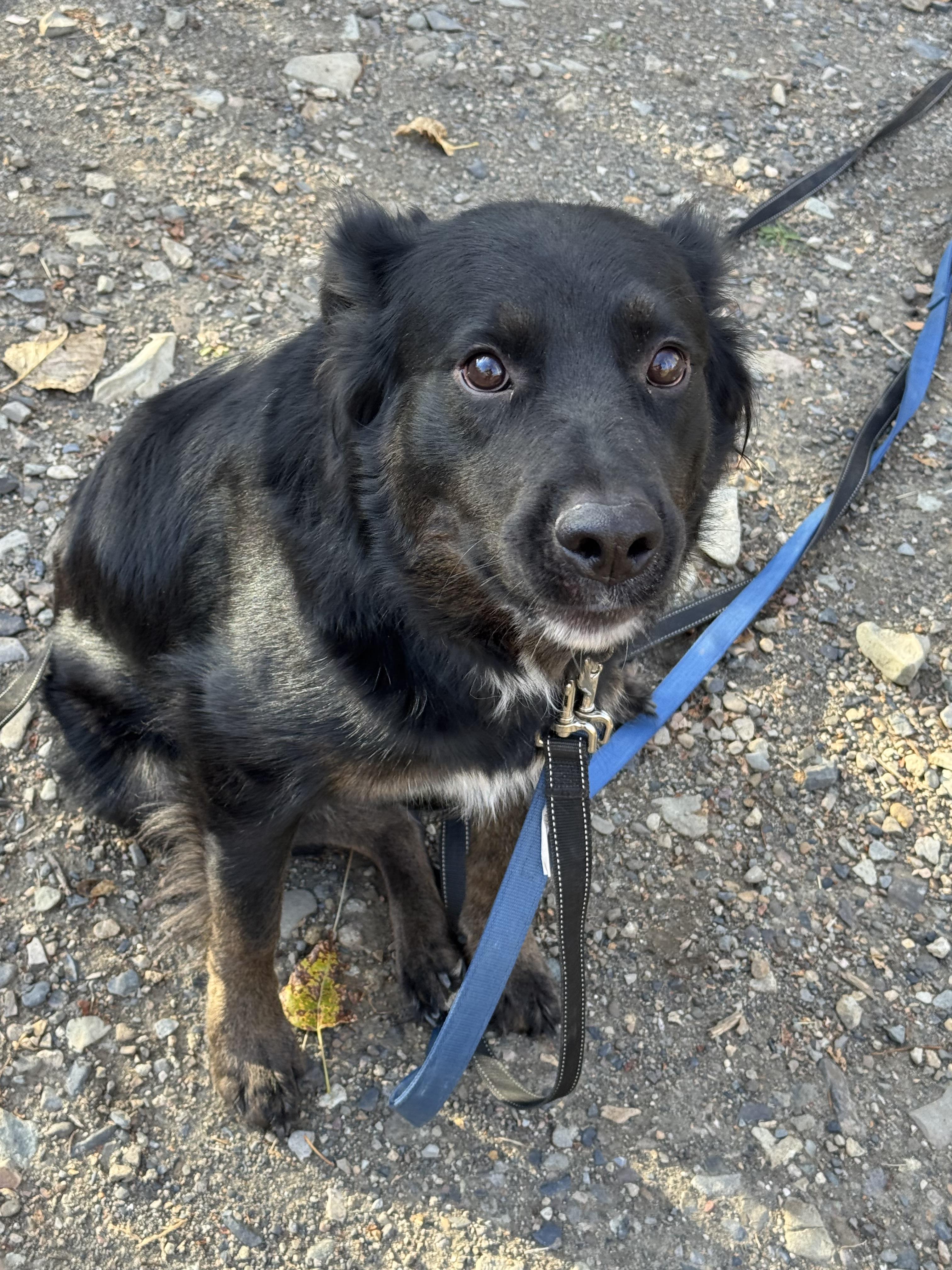 Enlarge Tully, a Adoptable mixed breed in Havre, MT image 3/5