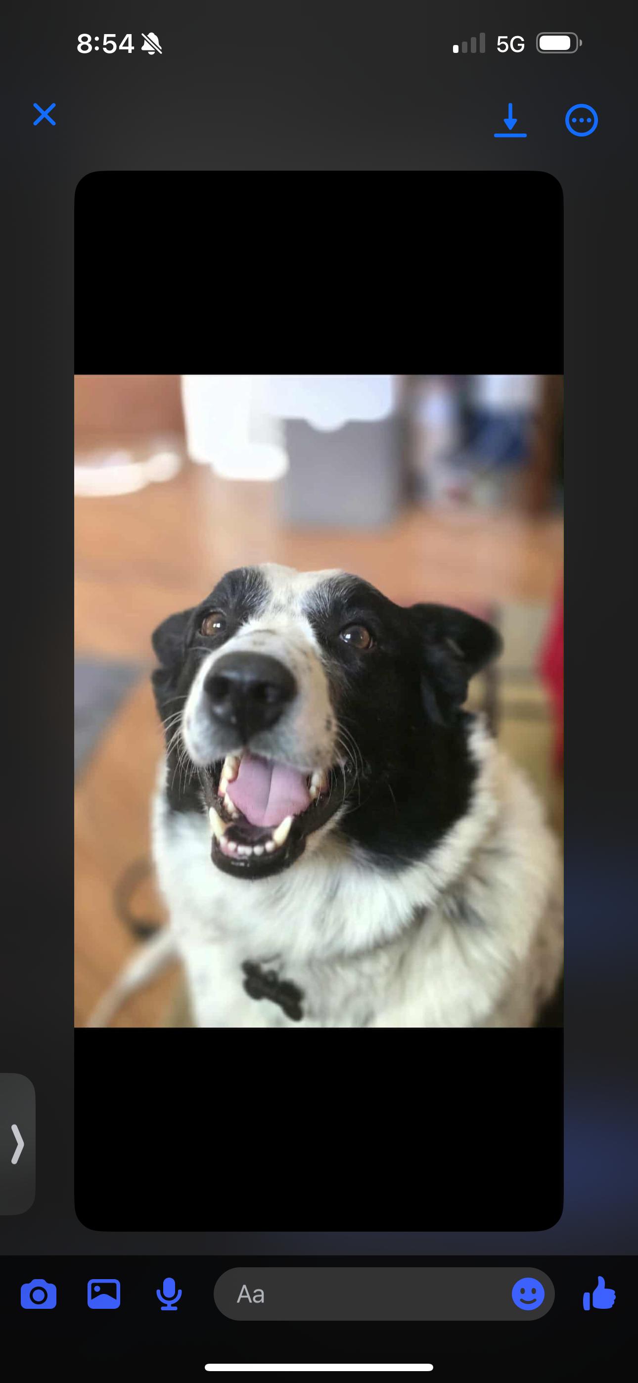 Tully, an adoptable Mixed Breed in Havre, MT, 59501 | Photo Image 2