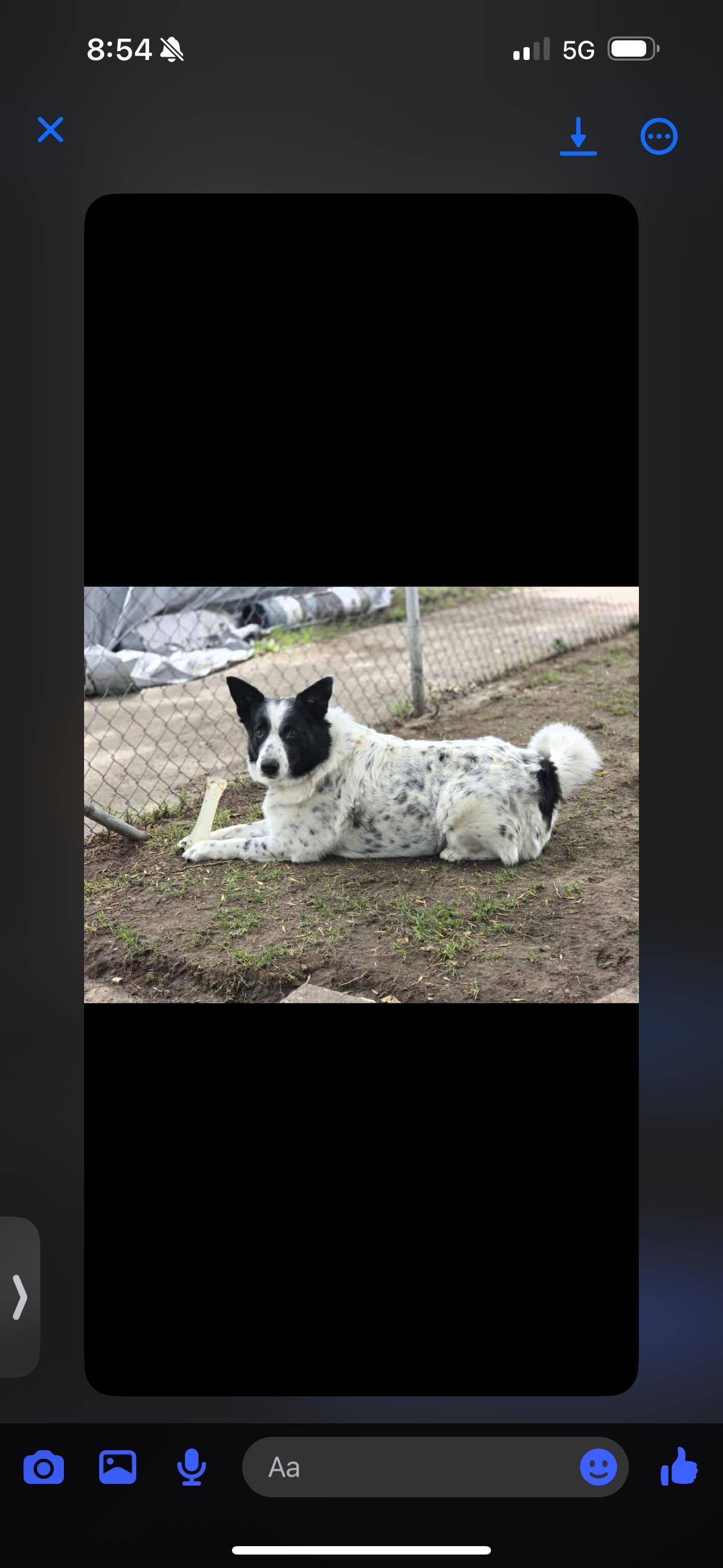 Enlarge Tully, a Adoptable mixed breed in Havre, MT image 5/5