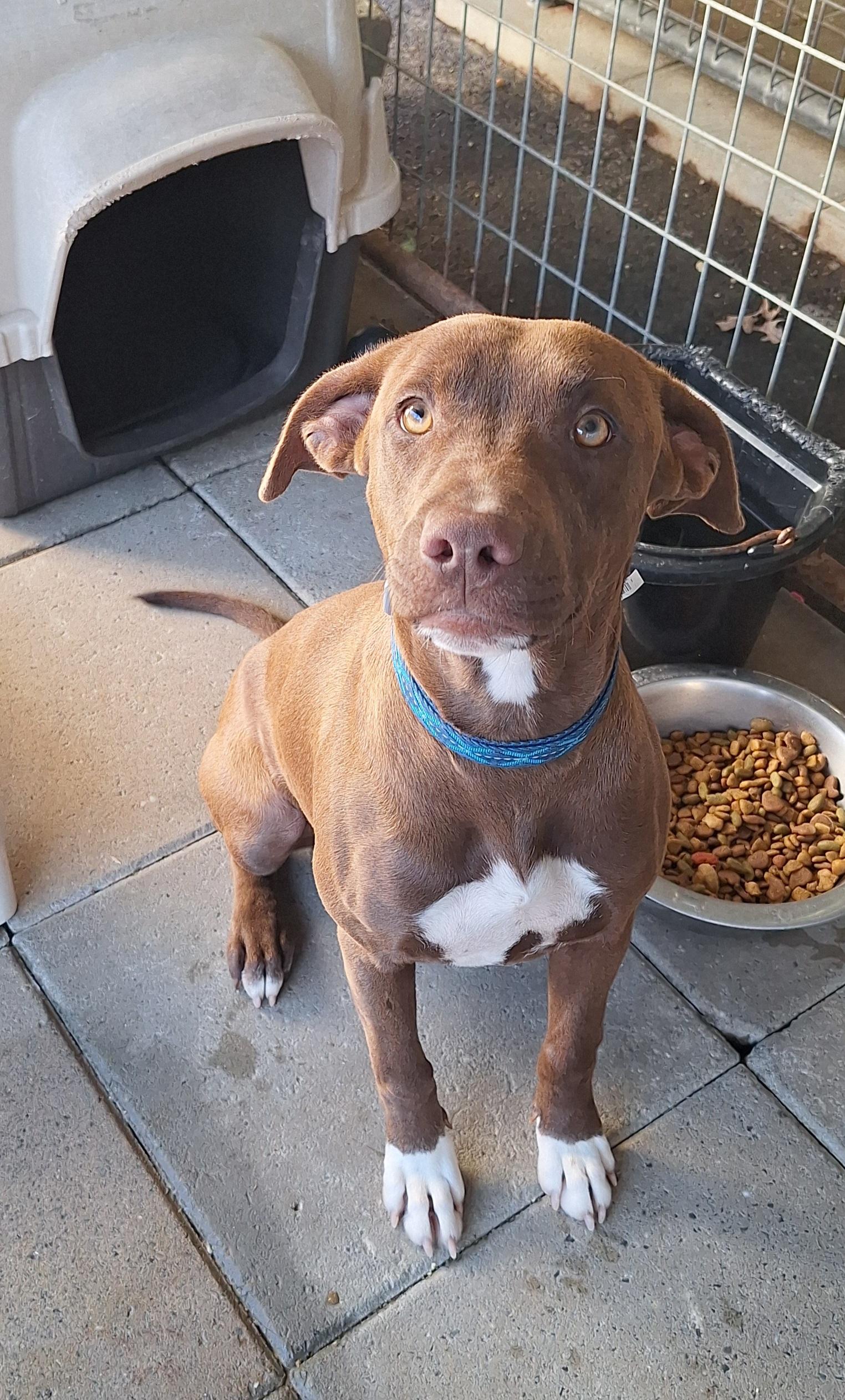 Anese, a Adoptable mixed breed in Stanton, KY image 1/6