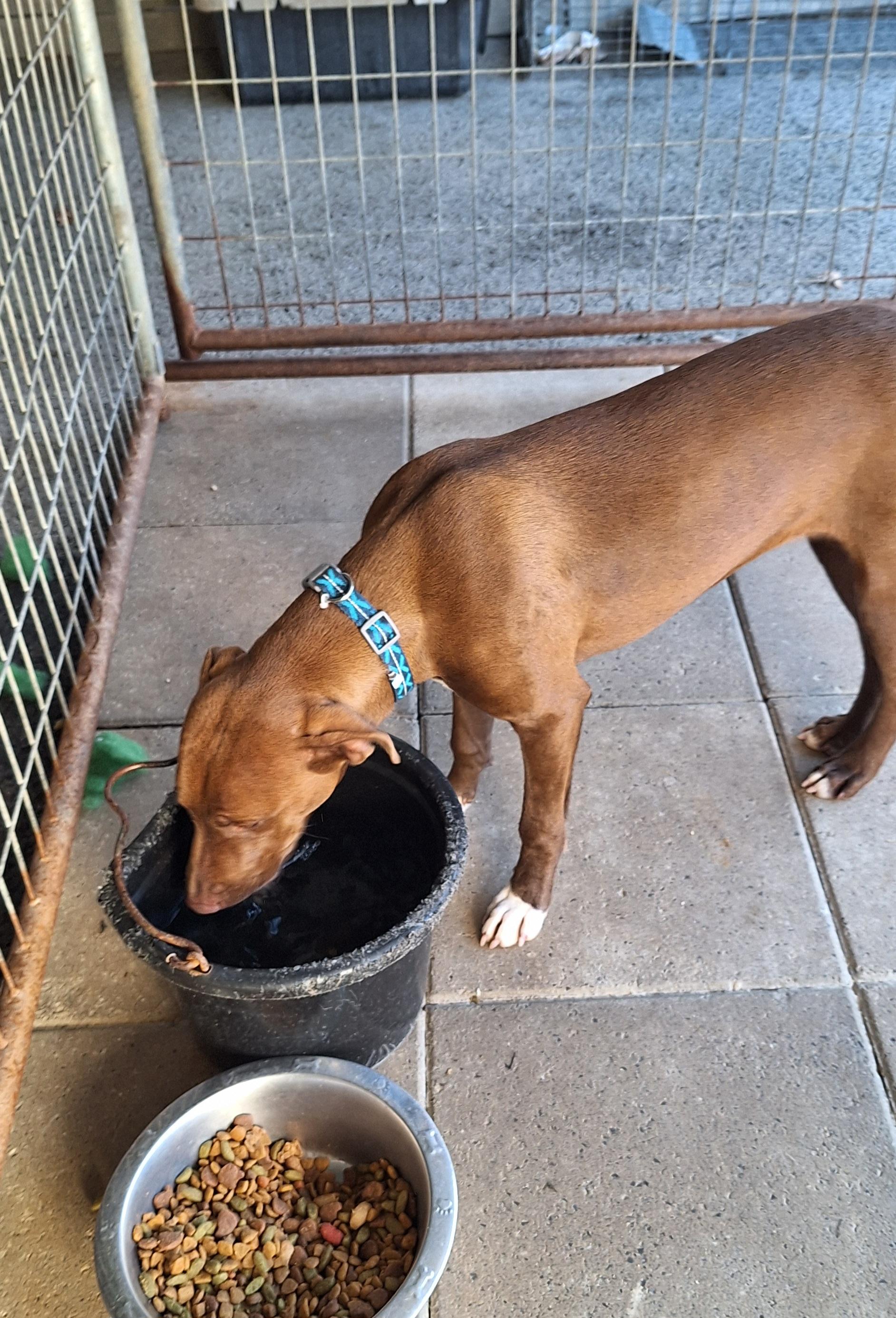 Anese, a Adoptable mixed breed in Stanton, KY image 2/6