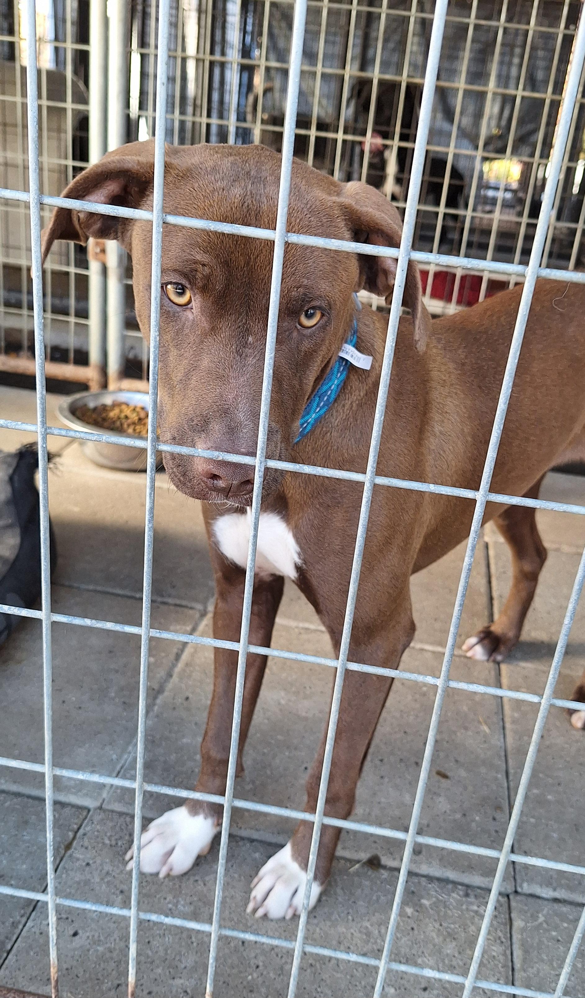 Anese, a Adoptable mixed breed in Stanton, KY image 3/6