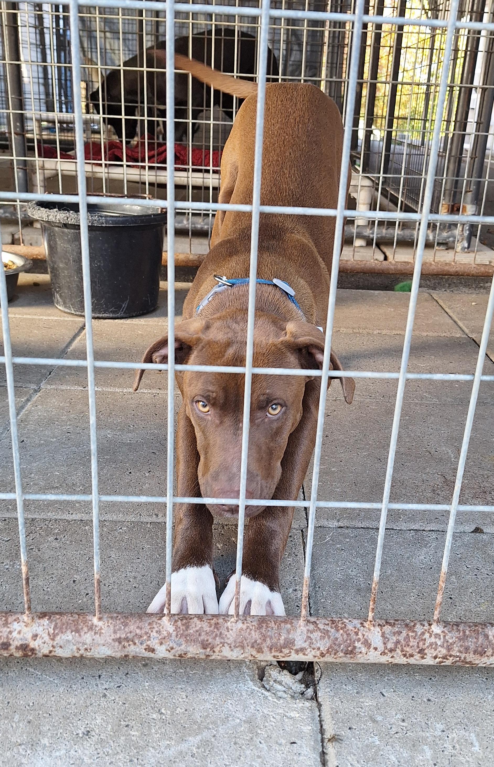 Anese, a Adoptable mixed breed in Stanton, KY image 4/6