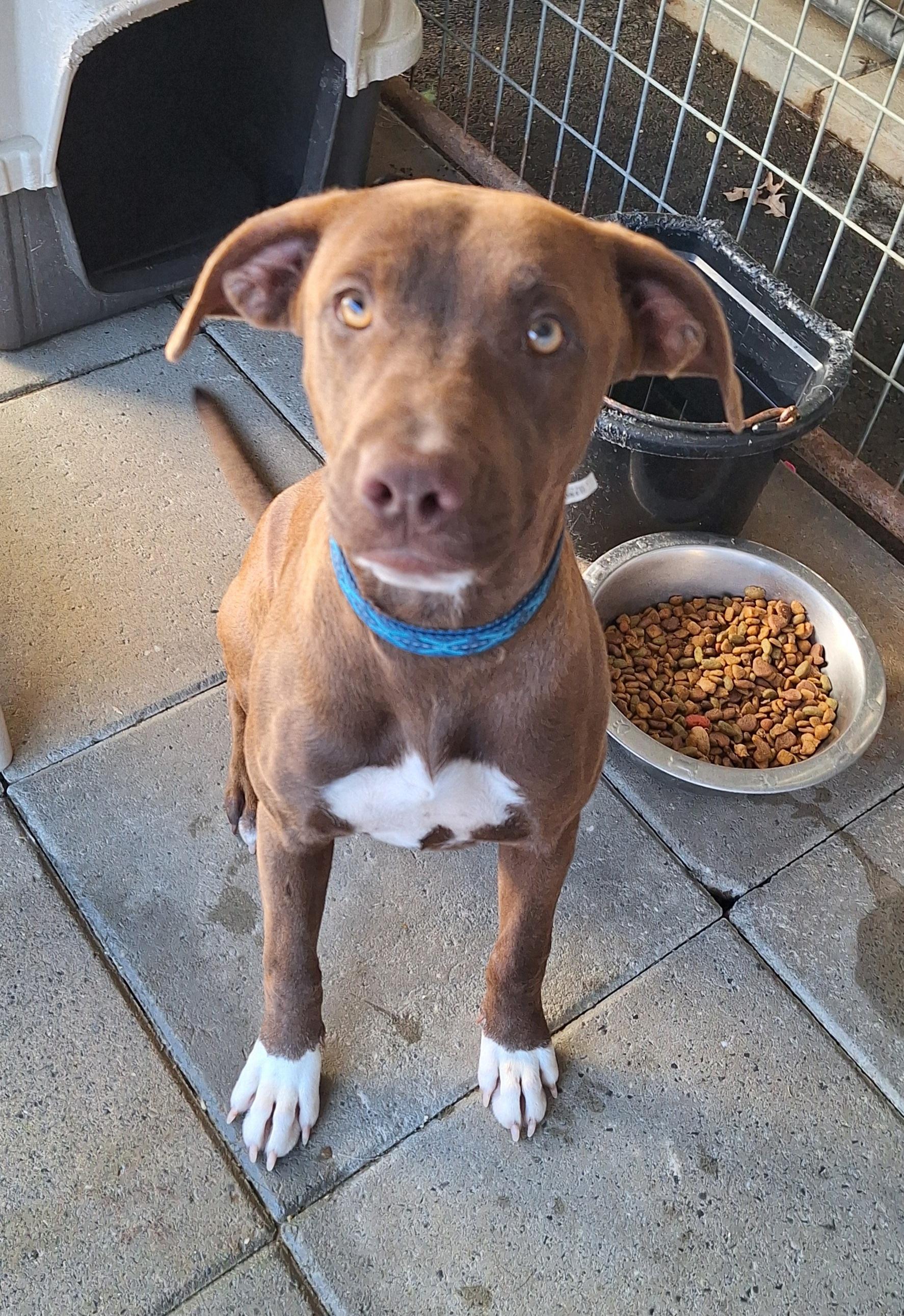 Anese, a Adoptable mixed breed in Stanton, KY image 5/6