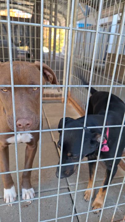 Enlarge Anese, a Adoptable mixed breed in Stanton, KY video 6/6