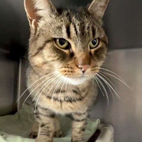 Enlarge Belle, a Adoptable Domestic Short Hair in Honesdale, PA image 4/4