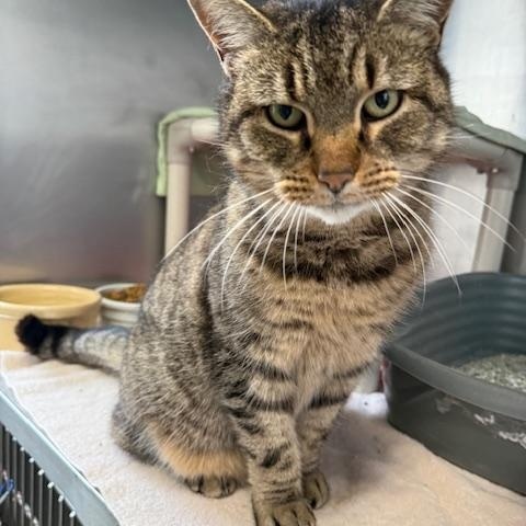 Enlarge Belle, a Adoptable Domestic Short Hair in Honesdale, PA image 2/4