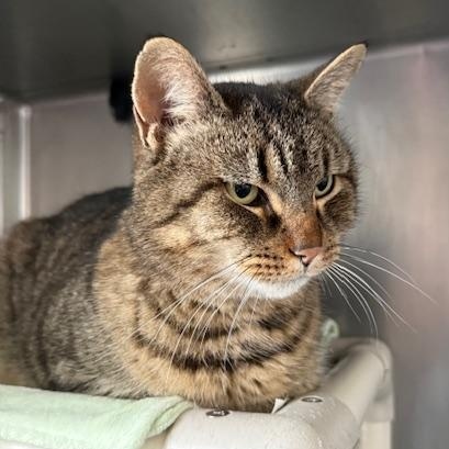 Enlarge Belle, a Adoptable Domestic Short Hair in Honesdale, PA image 3/4