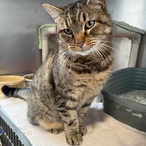 Enlarge Belle, a Adoptable Domestic Short Hair in Honesdale, PA image 1/4