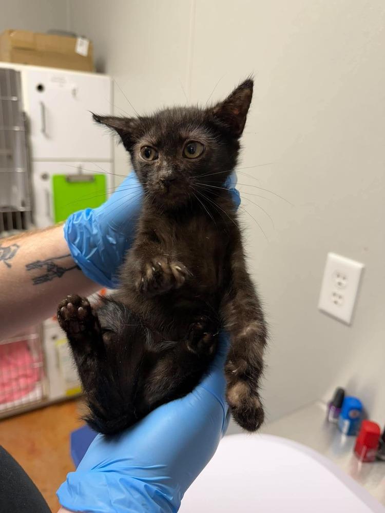 Dean, Adoptable, Kitten Male Domestic Short Hair.