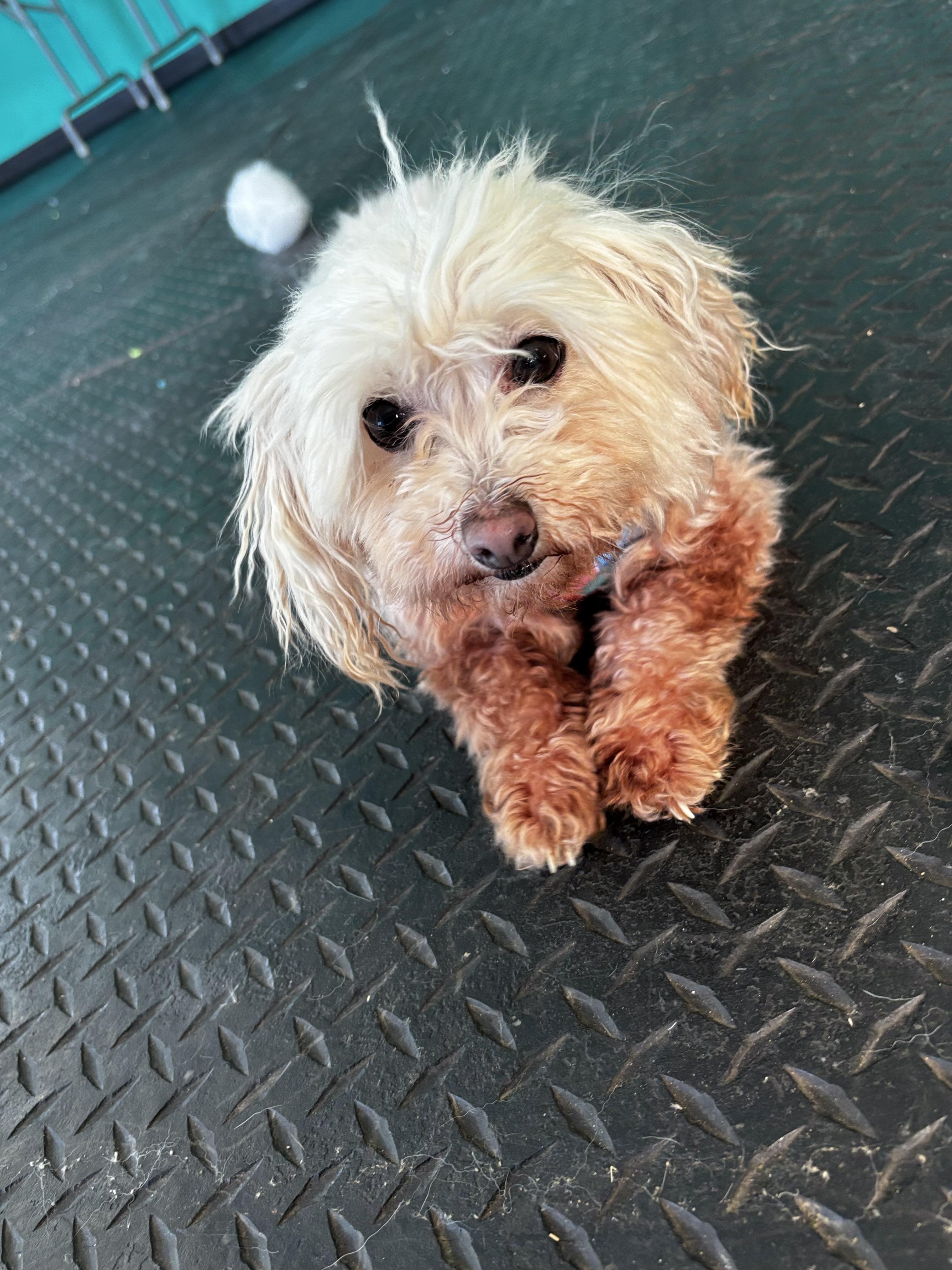 Winona, ADOPTABLE, Senior Female Shih Tzu.