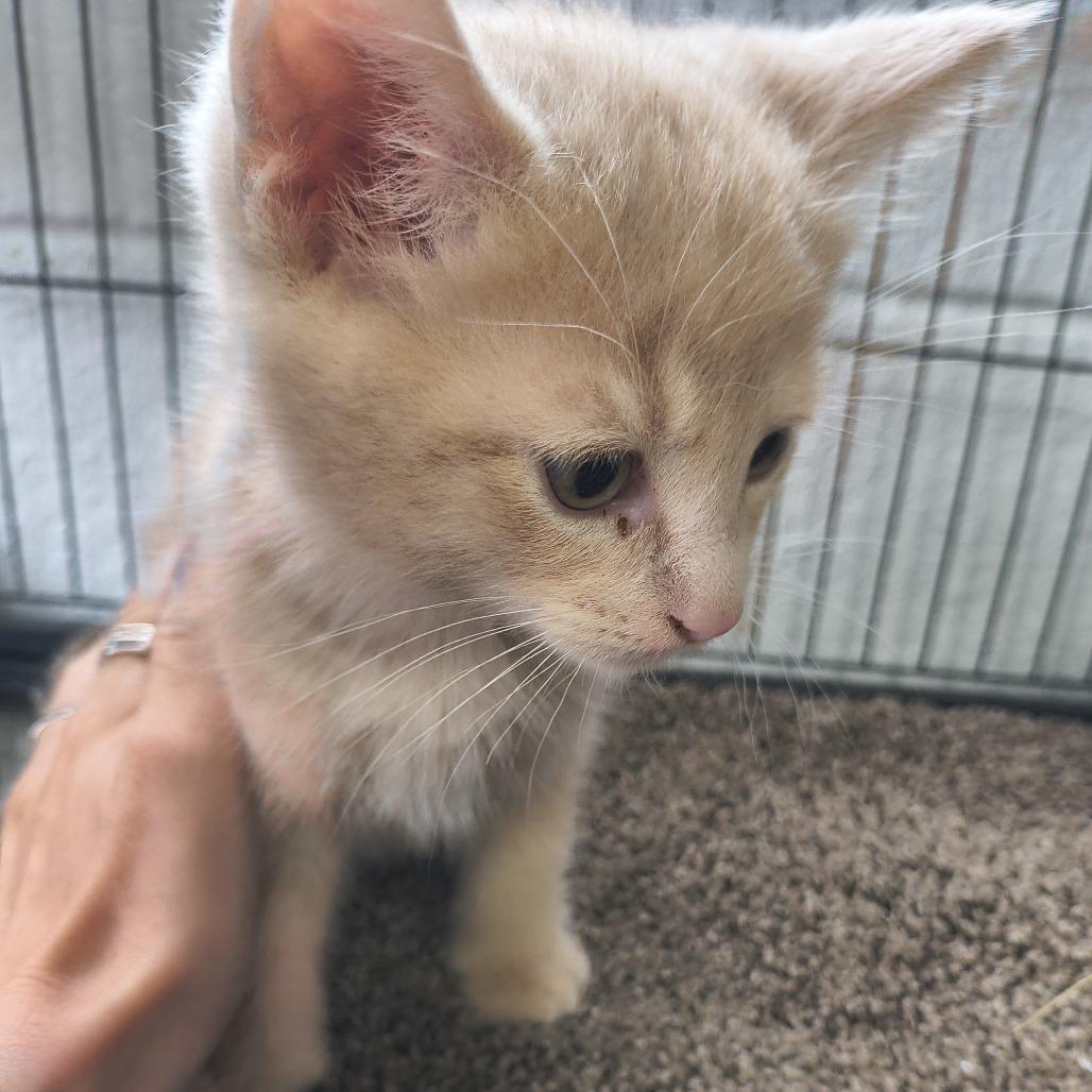 Sam, Adoptable, Kitten Male Domestic Short Hair.