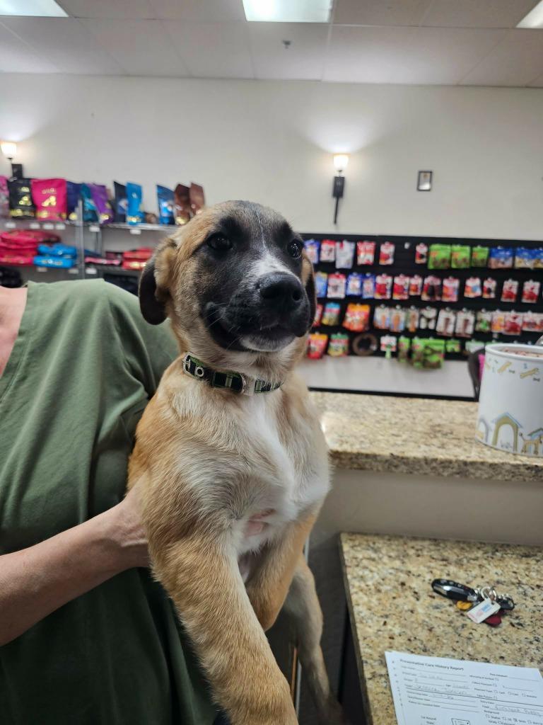 Ron, Adoptable, Puppy Male Labrador Retriever.