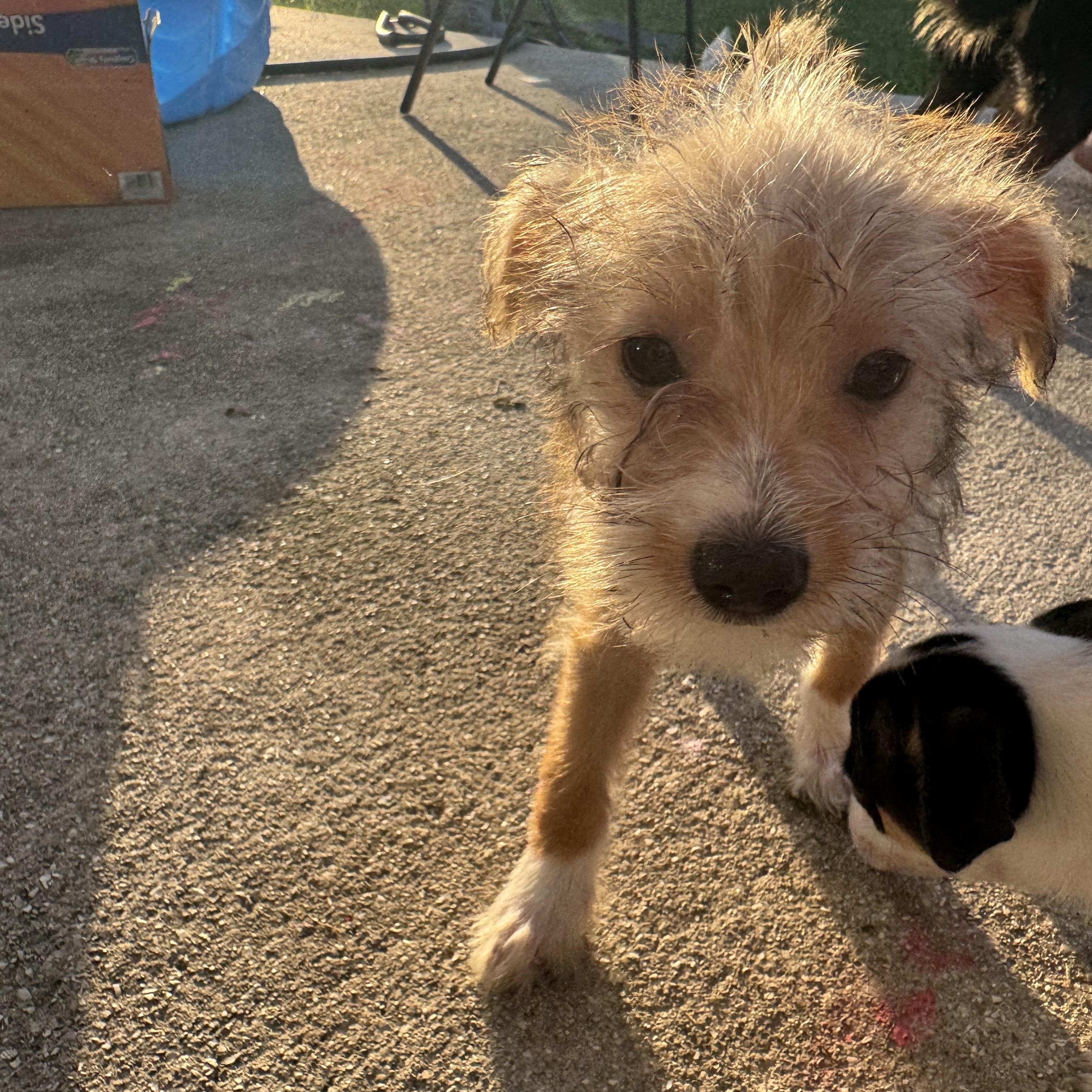 Enlarge Huck, a Adopted mixed breed in Stuart, FL image 2/2