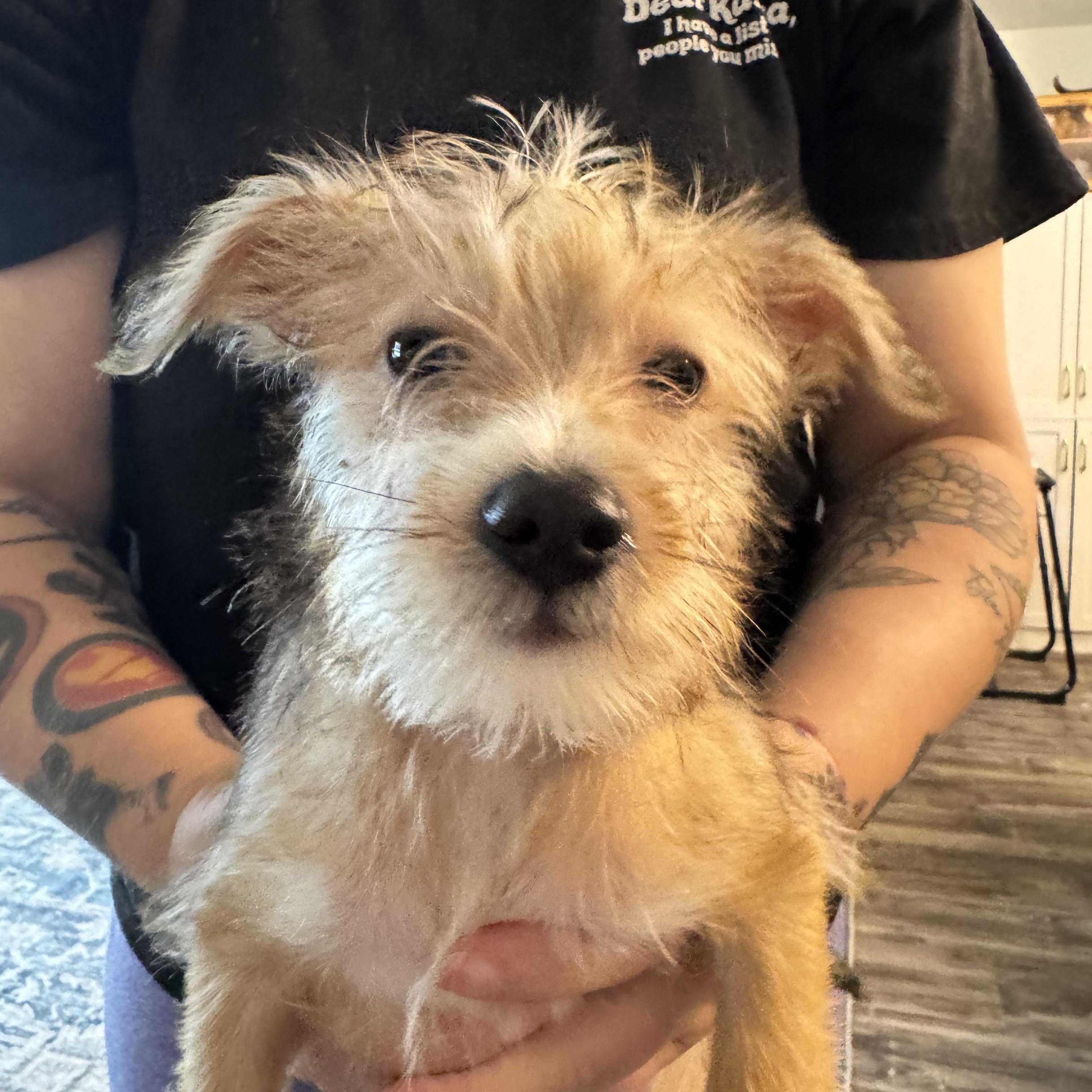 Enlarge Huck, a Adopted mixed breed in Stuart, FL image 1/2