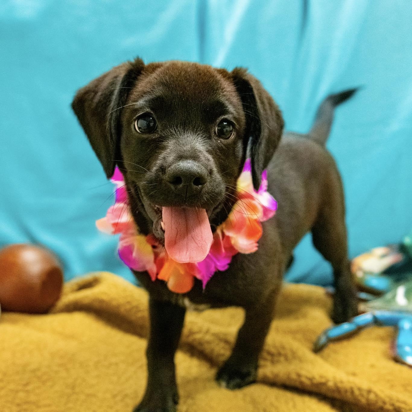Capri, adopted, Puppy Female Labrador Retriever & Beagle.