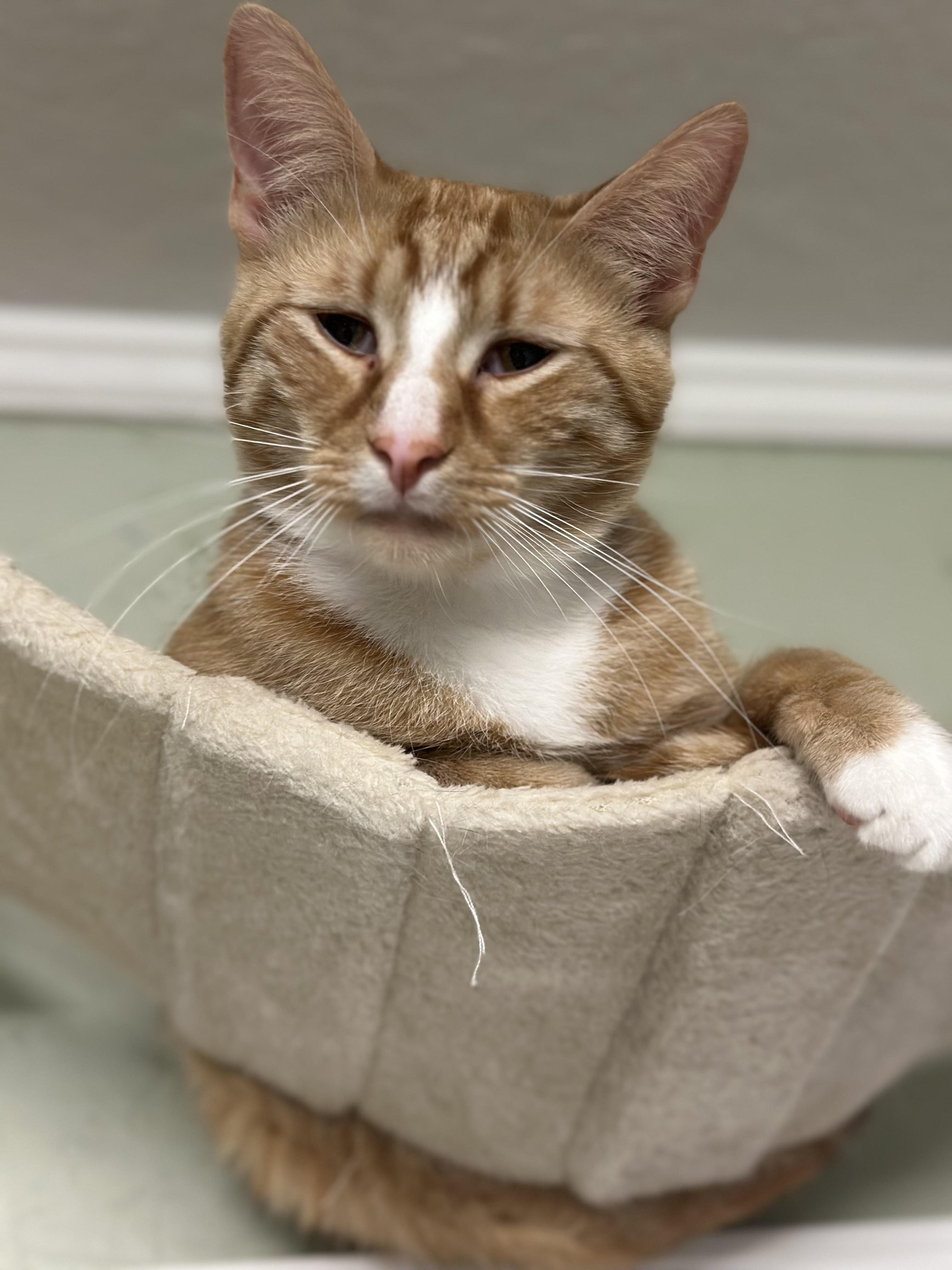 Newton, Adoptable, Adult Male Domestic Short Hair.