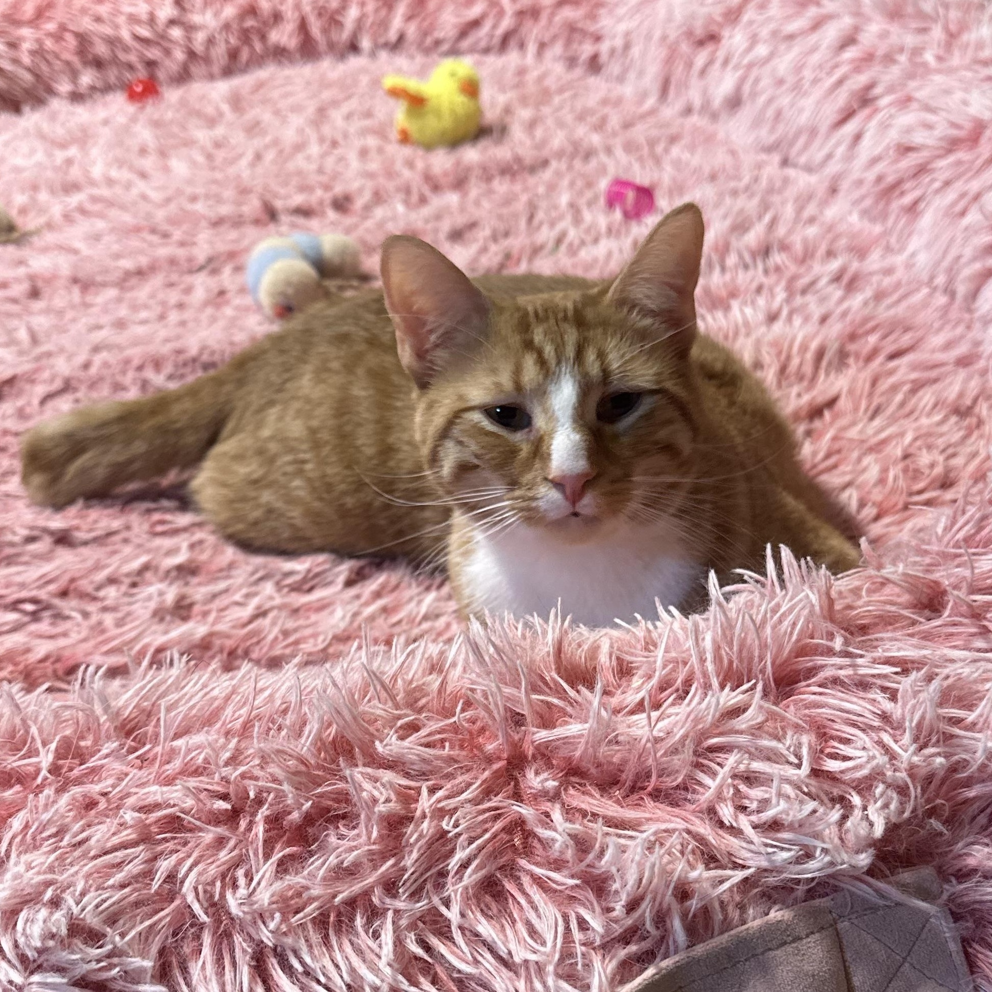 Newton, a Adoptable Domestic Short Hair in North East, MD image 2/3