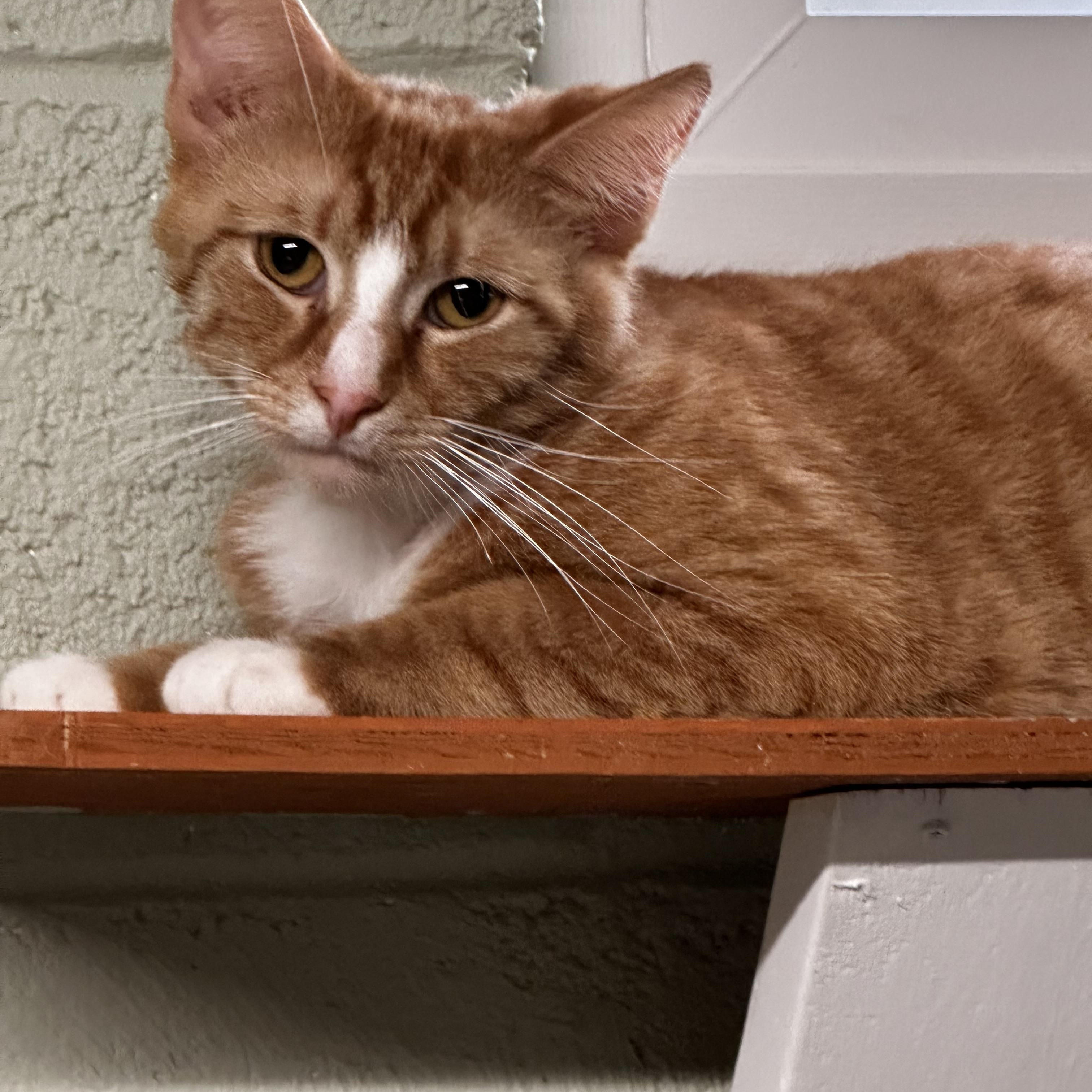 Newton, a Adoptable Domestic Short Hair in North East, MD image 3/3