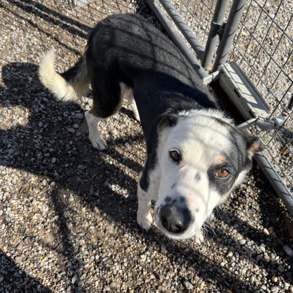 Enlarge Burton Guster "Gus", a Adoptable mixed breed in Rexburg, ID image 1/6