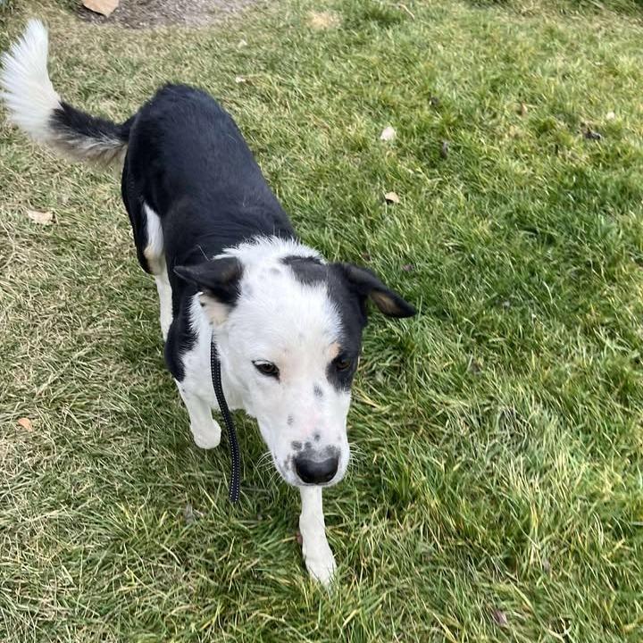Enlarge Burton Guster "Gus", a Adoptable mixed breed in Rexburg, ID image 6/6