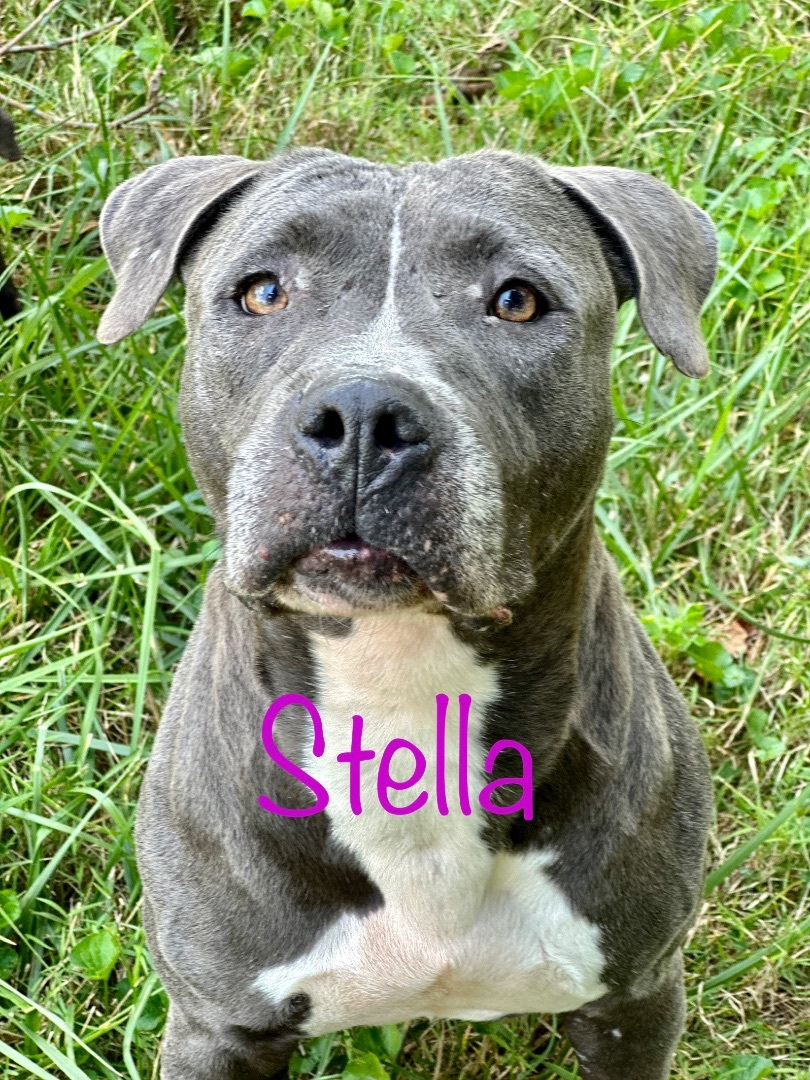 Stella, a Adoptable Pit Bull Terrier in Greenfield, OH image 1/6